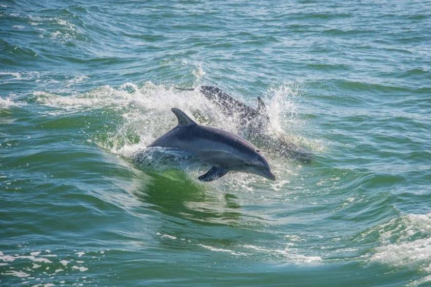 Gulf Shores Labor Day dolphin cruise
