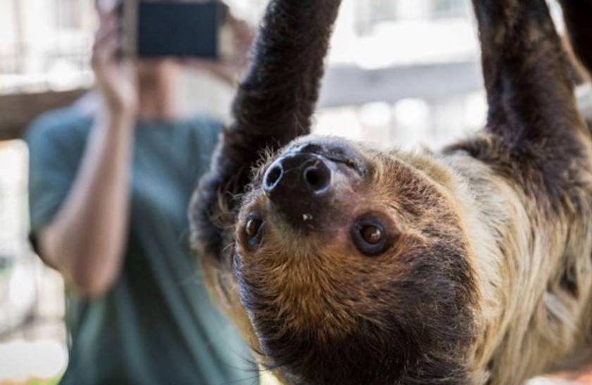 Gulf Coast Zoo Sloth Encounter